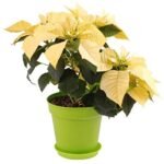 PhotoRoom-٢٠٢١٠٨٣١_١٧٤٣٠٦.png