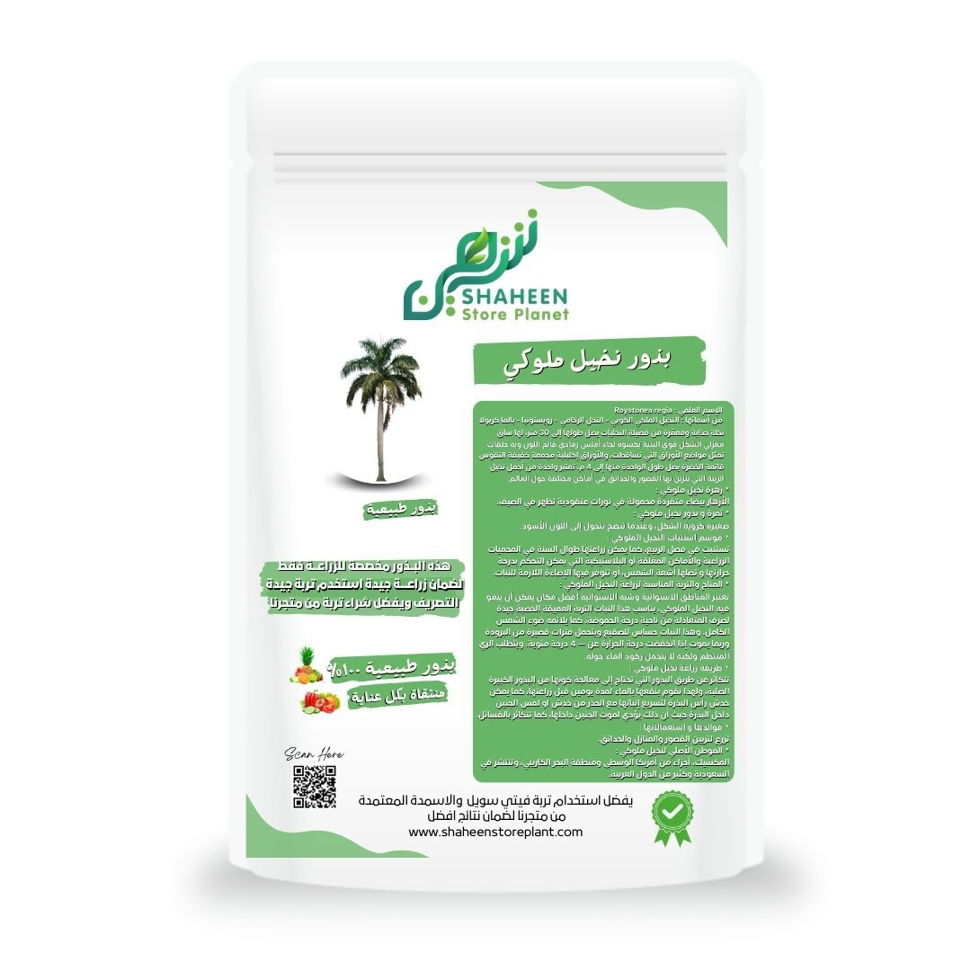 بذور نخيل ملوكي (Roystonea regia)