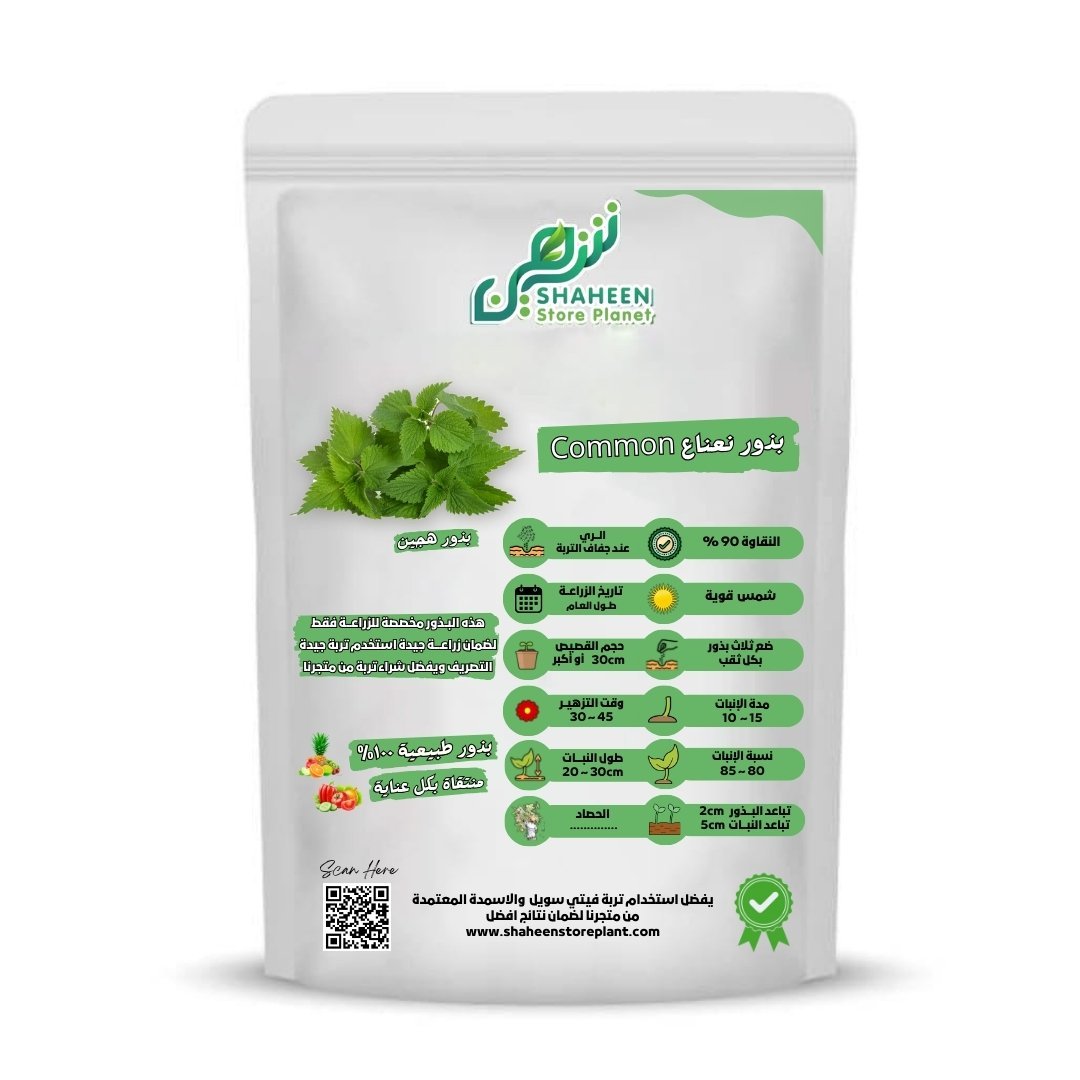 بذور نعناع 20 بذرة Common (Mentha spicata) نعناع بلدي