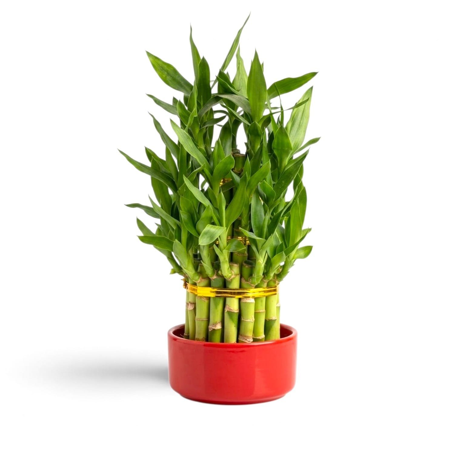 نبات بامبو الحظ / خيزران الحظ طبقات - ارتفاع 20 سم في وعاء سيراميك أحمر (Lucky Bamboo Layered Tower - 20cm in Red Ceramic Pot)